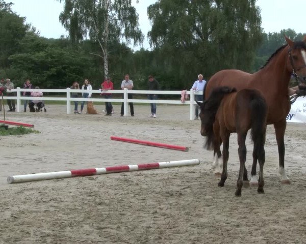 Stuten- und Fohlenschau Herbern
