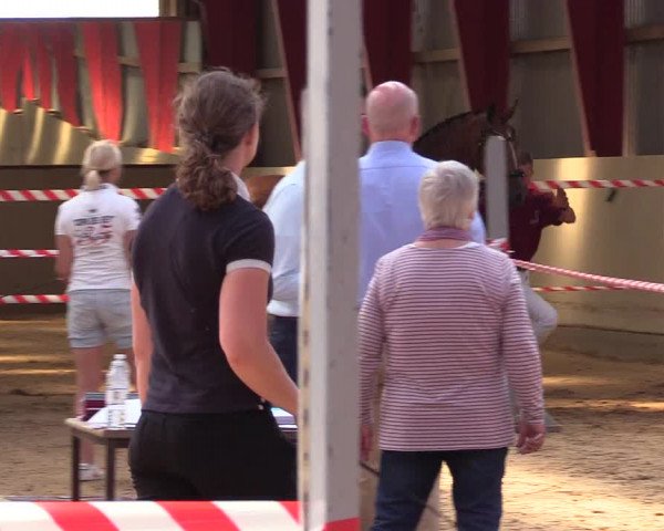 Holsteiner Fohlenschau in Toftlund (DK)