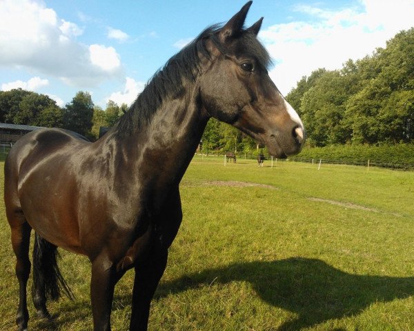 dressage horse Pour Atlantico (German Riding Pony, 2000, from FS Pour l'Amour)