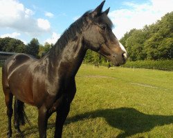 Dressurpferd Pour Atlantico (Deutsches Reitpony, 2000, von FS Pour l'Amour)