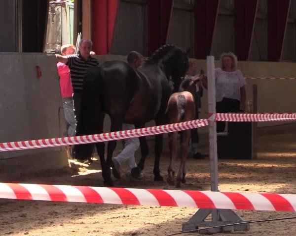 Holsteiner Fohlenschau in Toftlund (DK)