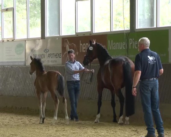 Stuten- und Fohlenschau Münster- Albachten
