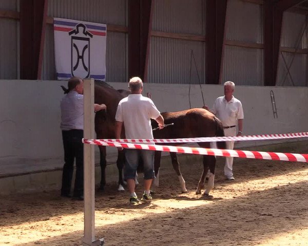 Holsteiner Fohlenschau in Toftlund (DK)