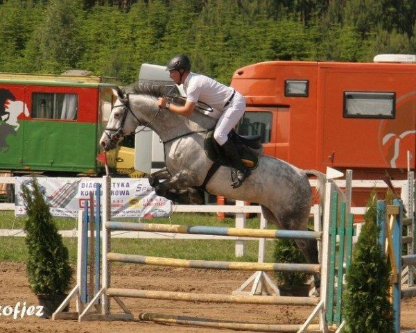 horse Aberant (KWPN (Royal Dutch Sporthorse), 2005, from Celano)