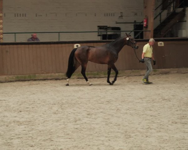 Hannoveraner Zuchtstutenprüfung mit Prämierung in Stadthagen 2020
