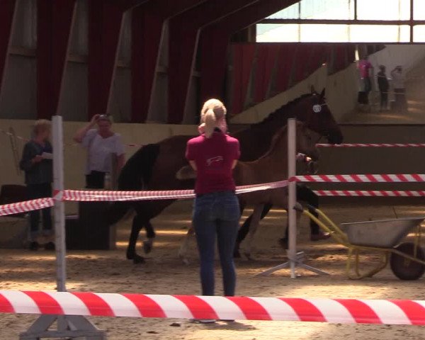 Holsteiner Fohlenschau in Toftlund (DK)