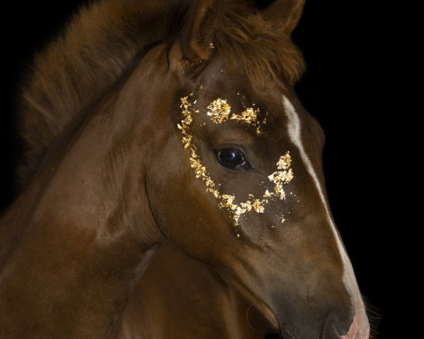 horse Da Dory MZ (German Sport Horse, 2021, from Dantango)