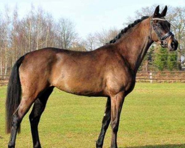 dressage horse Fräulein Frieda 11 (Westphalian, 2009, from Fifty Cent)