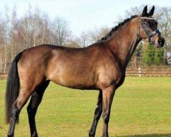 dressage horse Fräulein Frieda 11 (Westphalian, 2009, from Fifty Cent)