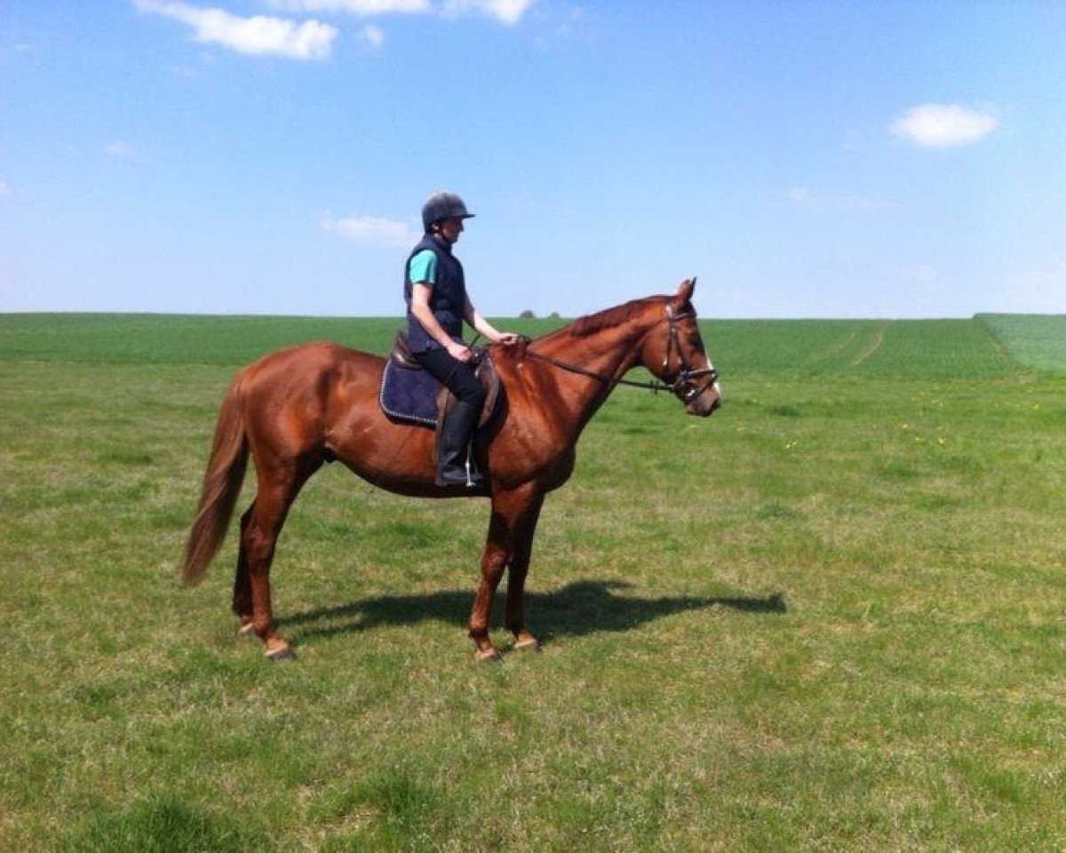 Springpferd Spitzbube SL (Mecklenburger, 2008, von Solar)