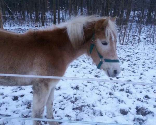 broodmare Marleen (Haflinger, 2013, from liz. 201/T Standschütz)