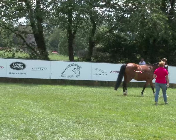 Stuten- und Fohlenschau Voerde