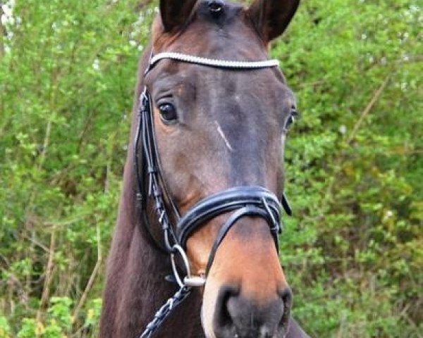 horse Ceister (German Sport Horse, 2010, from Criffindor)