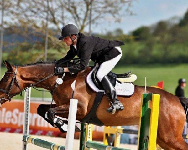 jumper Cortina (Holsteiner, 2008, from Cartani 4) jumper Cortina (Holsteiner, 2008, from Cartani 4)
