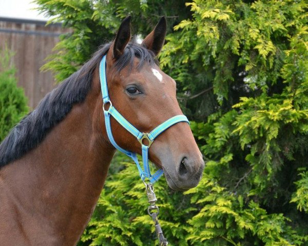 dressage horse Marshmallow (Thoroughbred, 2013) dressage horse Marshmallow (Thoroughbred, 2013)