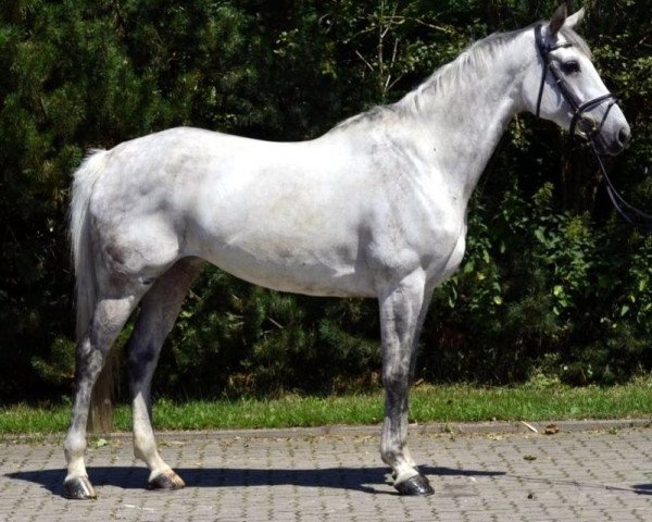 Pferd Stute von Salito (Hannoveraner, 2006, von Salito)