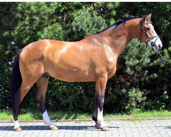 horse Wallach von Belissmio M (Hanoverian, 2010, from Belissimo NRW)