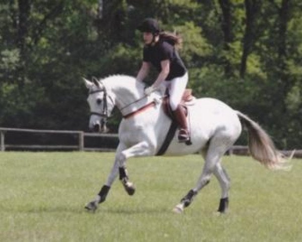 jumper Fiorella 111 (Trakehner, 2003, from Freudenfest)