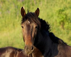 Pferd Atos (Schweres Warmblut, 2011)