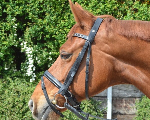 dressage horse Lorentino Lamieres (Hanoverian, 2002, from Londonderry)
