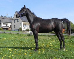horse Ramiro (Arab half breed / Partbred, 2012)