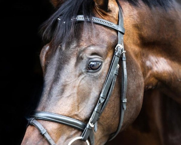 dressage horse Dauphin's Diamond (Hanoverian, 2010, from Dauphin)
