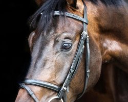 dressage horse Dauphin's Diamond (Hanoverian, 2010, from Dauphin)