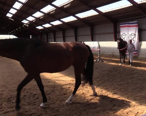 Holsteiner Fohlenschau in Toftlund (DK)