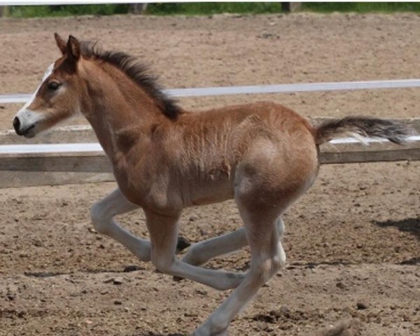 Hest Edition v. d. Grünen Au (Freiberger, 2014, fra Eragon)