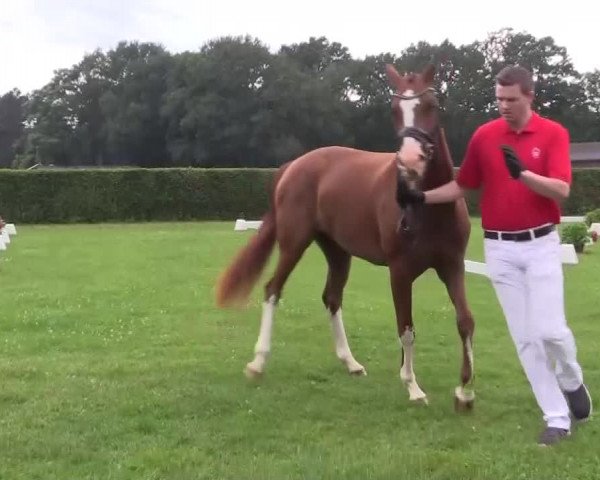 Stutenleistungsprüfung Münster- Handorf