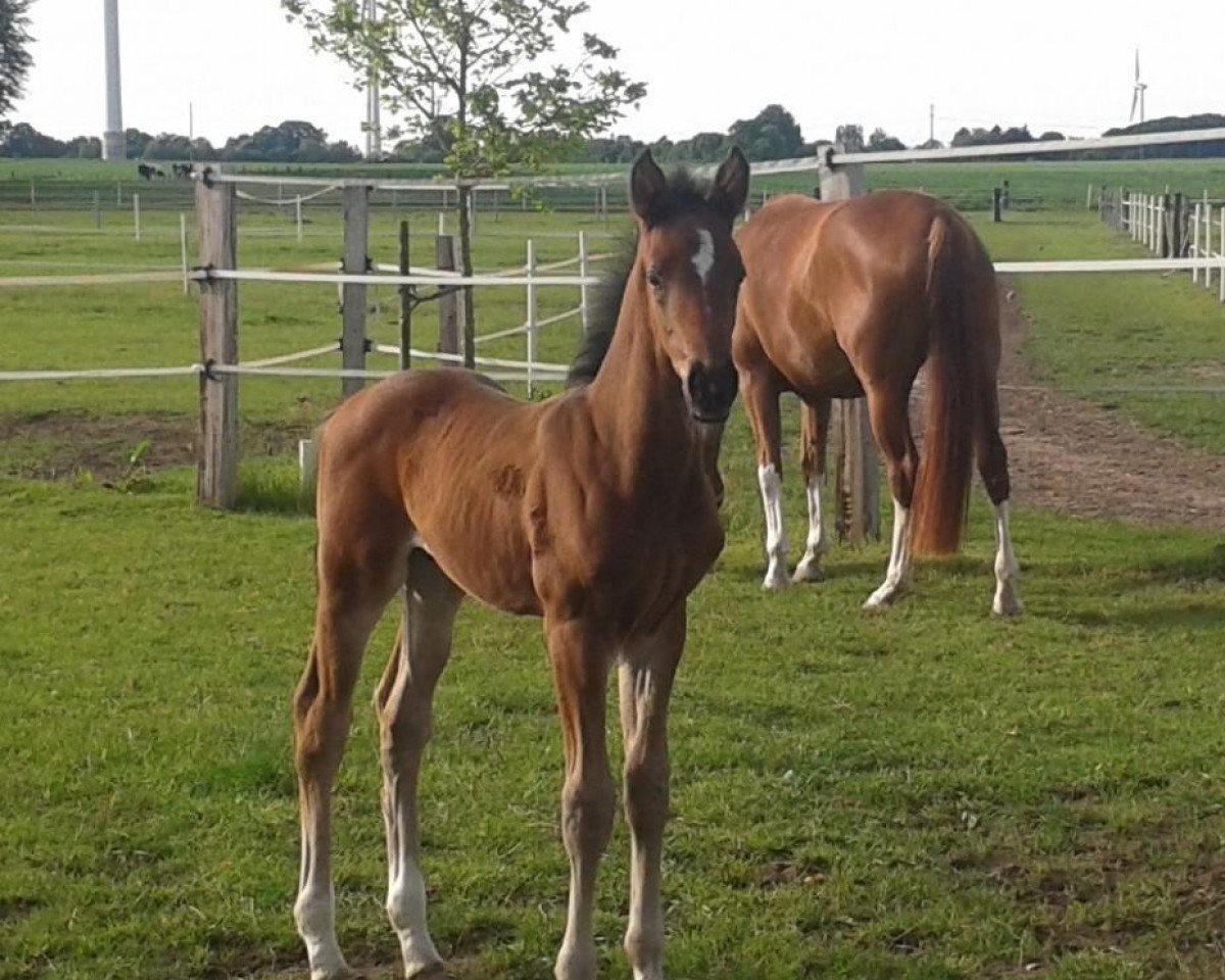 horse Westfale (Westphalian, 2014, from Grey Flanell)