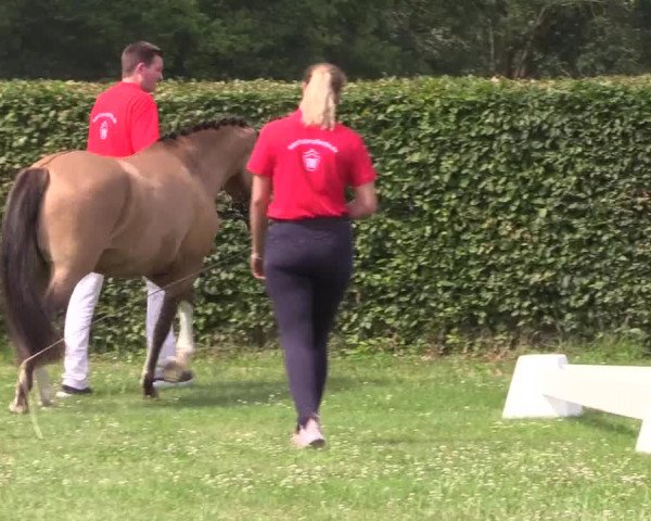 Stutenleistungsprüfung Münster- Handorf
