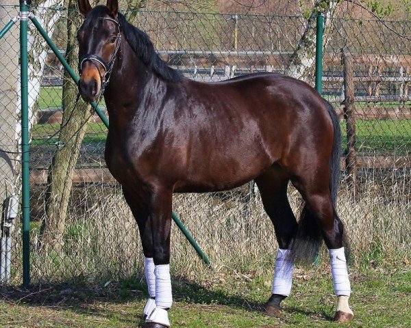 broodmare Swara (Oldenburg, 2009, from Swarovski)