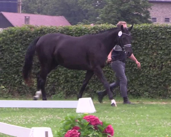 Stutenleistungsprüfung Münster- Handorf