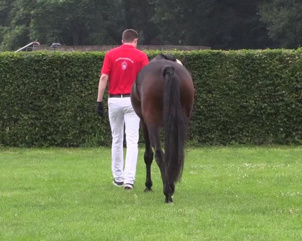 Stutenleistungsprüfung Münster- Handorf
