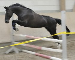 Dressurpferd Kalimero (Deutsches Sportpferd, 2005, von Kolibri 2705)