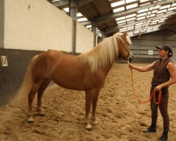 horse Zara (Haflinger, 2010)