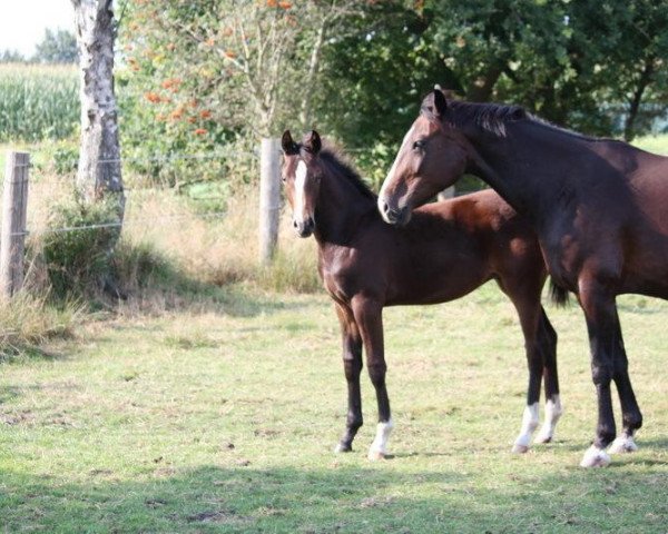 Pferd Surprise K (Hannoveraner, 2014, von Sandro Hit)