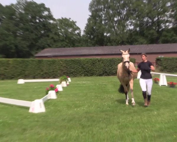 Stutenleistungsprüfung Münster- Handorf