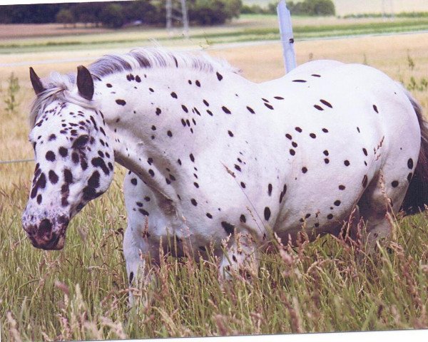 Pferd Solero Elmar (Noriker, 2003)