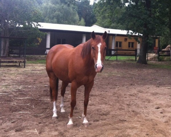 Pferd Dream Jack Of Mecdee (Quarter Horse, 2008, von Pre Mania Jack)