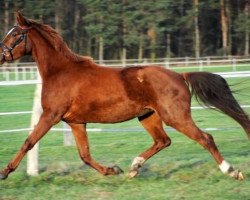 dressage horse Sheelana (German Sport Horse, 2010, from Swarovski)
