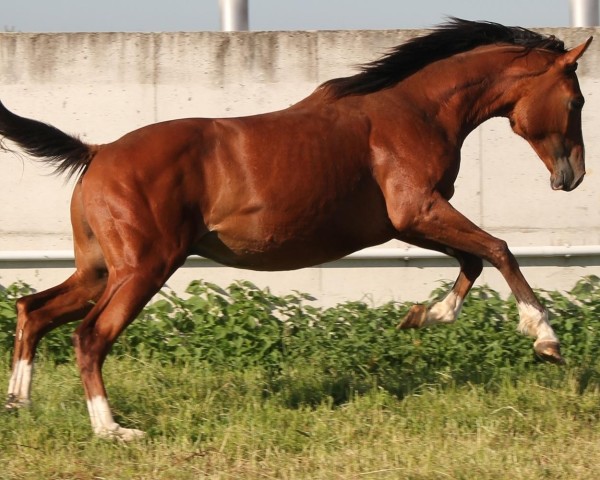 Pferd Ventus (Trakehner, 2012, von Perechlest)