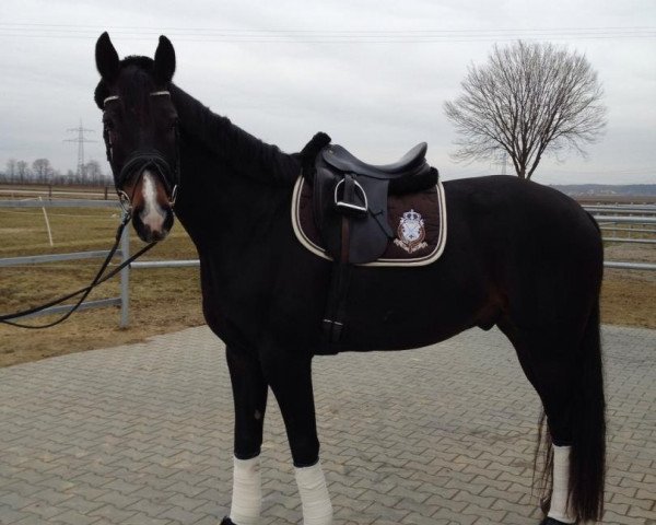 Dressurpferd Don Pedro 127 (Oldenburger, 2006, von Don Primero) Dressurpferd Don Pedro 127 (Oldenburger, 2006, von Don Primero)