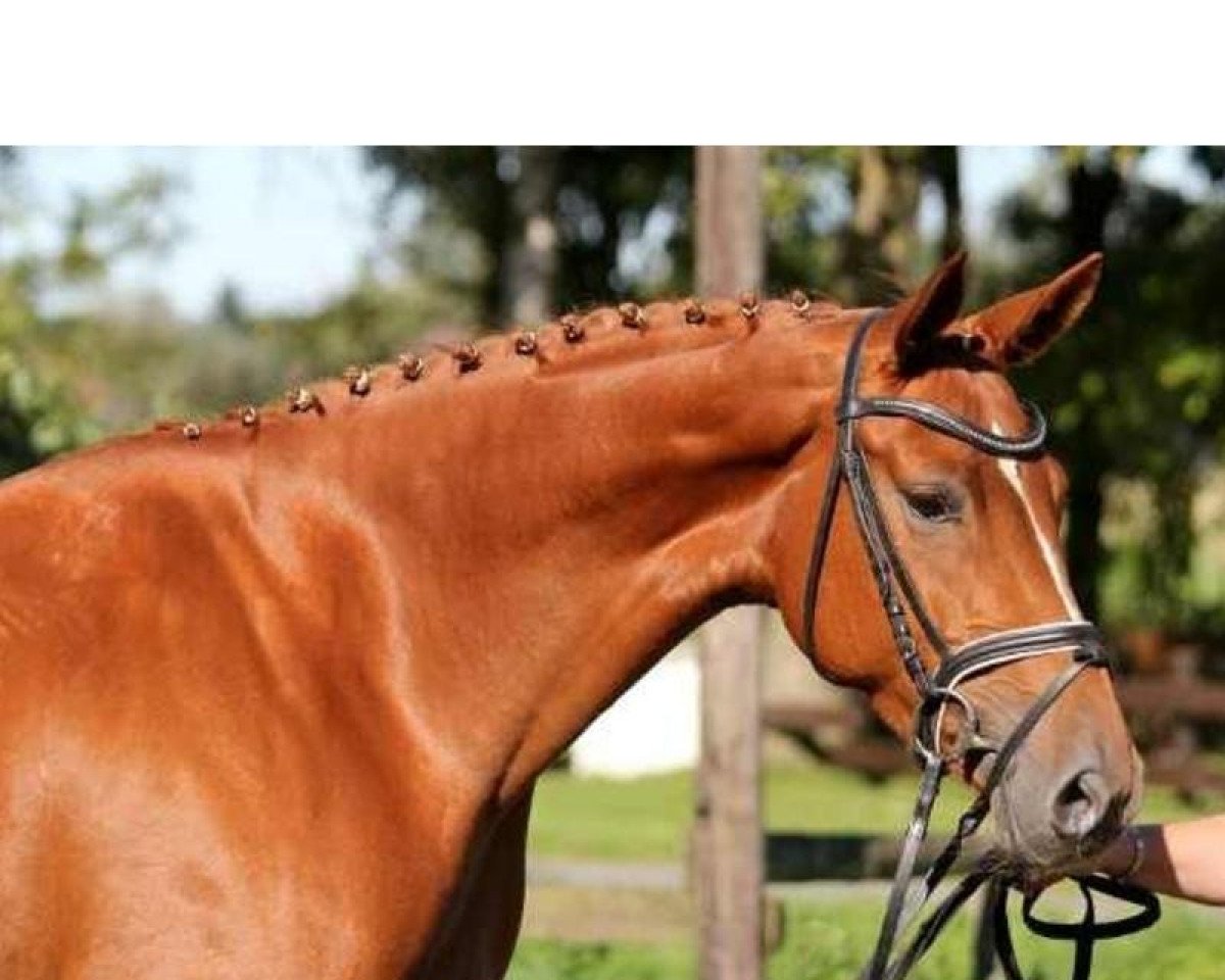 broodmare Lucie M (Hanoverian, 2009, from Locksley II)