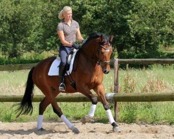 Springpferd Louis (Oldenburger Springpferd, 2012, von Lavaletto)