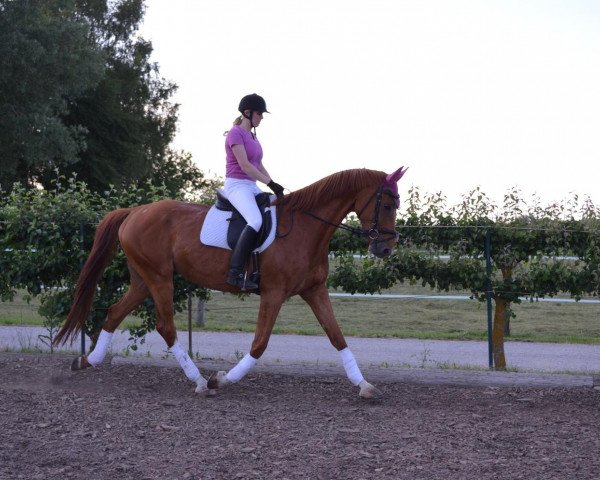 dressage horse Royal (Hanoverian, 2008, from Royal Blend)