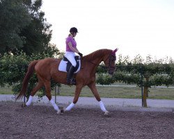 dressage horse Royal (Hanoverian, 2008, from Royal Blend)