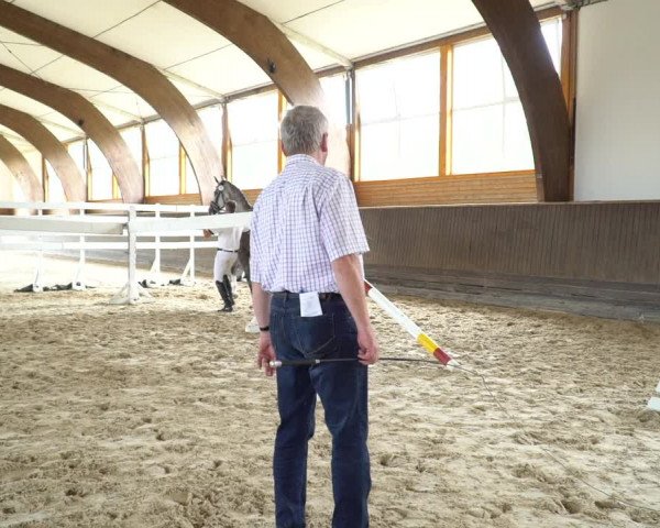 Hannoveraner Zuchtstutenprüfung mit Prämierung in Adelheidsdorf 2020