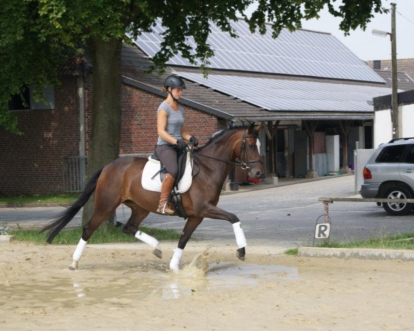Springpferd Dream Every Day (Oldenburger, 2010, von San Dior)